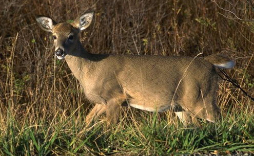 IPM Methods to Deter Deer From Entering Producer’s Fields | NC State ...