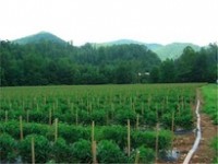 Field of staked tomato plants