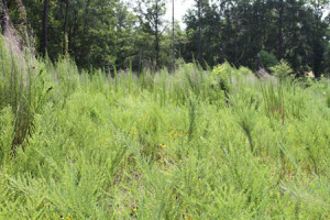 Lespedeza encroaches on plantings in the wetland area of the Lonnie Poole