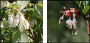 Cover photo for Flowers Impact Bee Foraging in Blueberries
