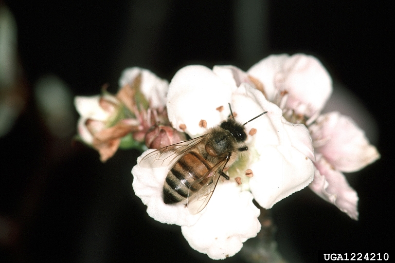 Bee on Flower