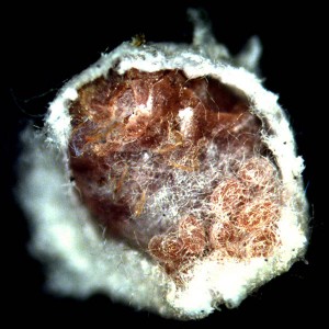 underside of an oak eriococcid scale