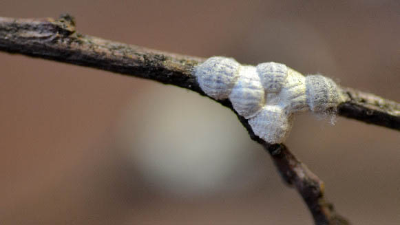 Oak eriococcid scales on a willow oak twig