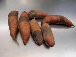 Cover photo for Section 18 Label Renewed for Mertect to Control Black Rot Postharvest on Sweetpotato in North Carolina