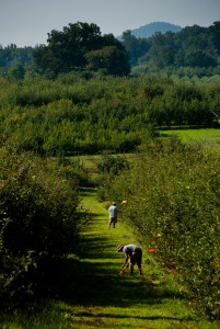 Checking traps in the orchard