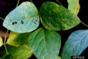 Cover photo for Soybean Rust Update August 21, 2017 