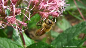 honey bee on a flower