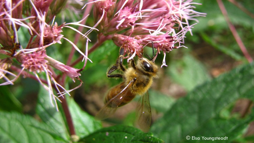 Image of a bee on a plant