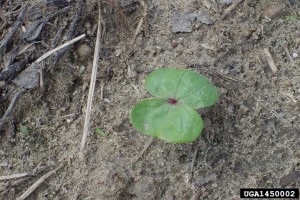 Cover photo for What to Replant and Do if You Have a Cotton or Corn Crop Failure?