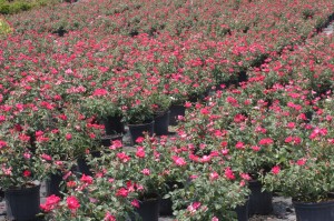 red knockout rose in full bloom, in a container nursery