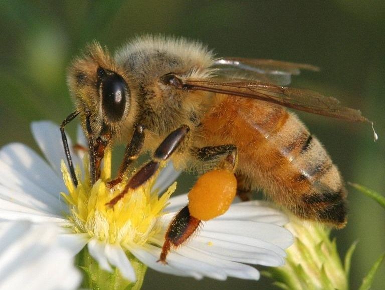 Pin på Honey