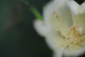 Cover photo for Managing Plant Bugs in Blooming Cotton