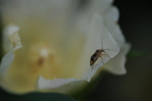 Cover photo for When Should You End Insecticide Sprays for Tarnished Plant Bugs in Cotton?