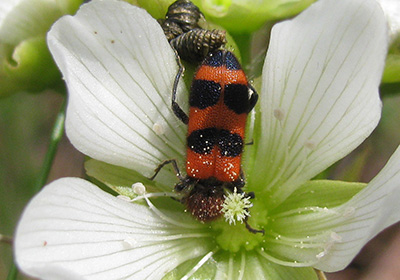 Checkered beetle on a Venus flytrap blossom