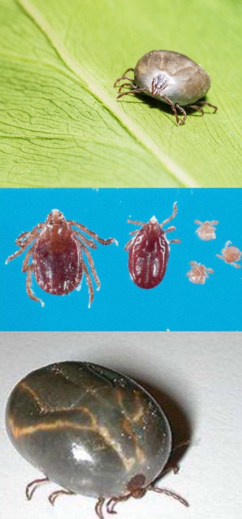 several life stages and views of longhorned tick