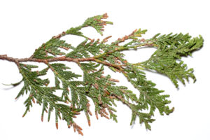 Cover photo for Two Unusual Needle Problems in Arborvitae