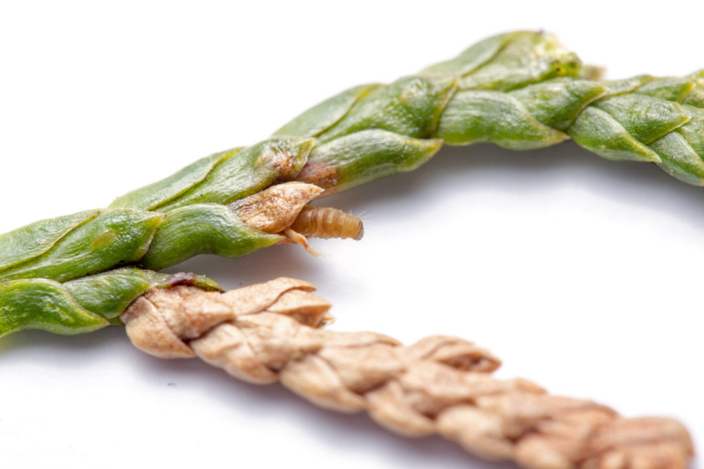 Posterior end of caterpillar protruding from needles