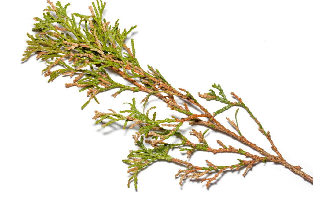 Groups of dead needles at branch tips