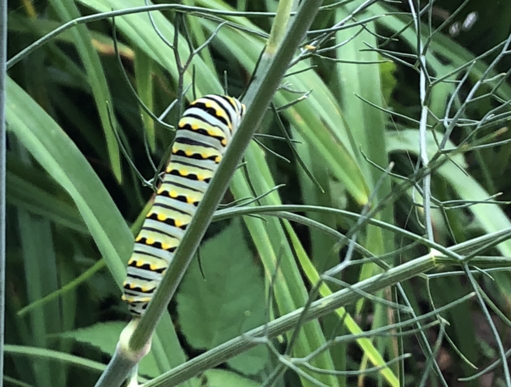 Image of Black swallowtail caterpillar