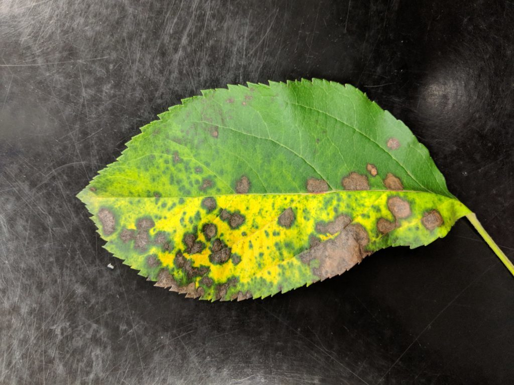Image of Marssonina leaf blotch