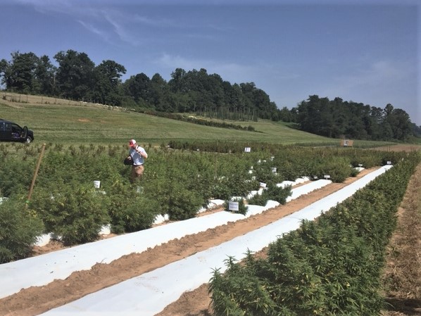 Image of hemp field