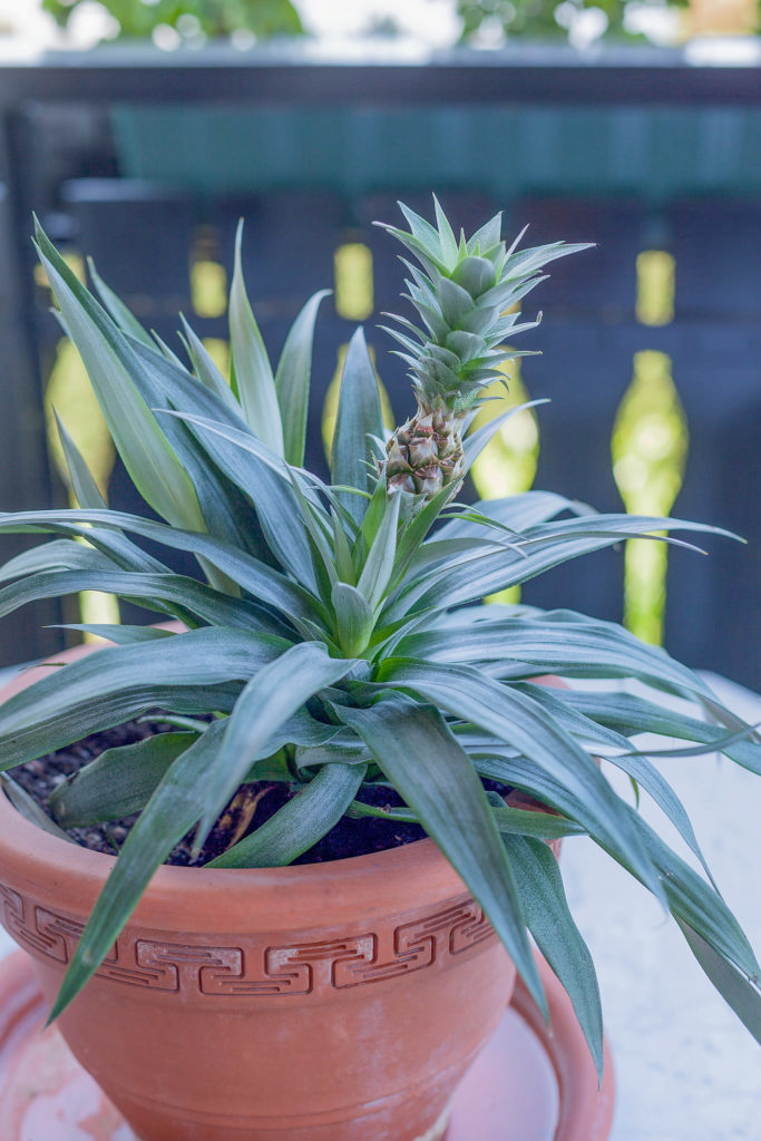 Image of a pineapple top