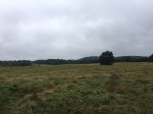 pasture on a cloudy day