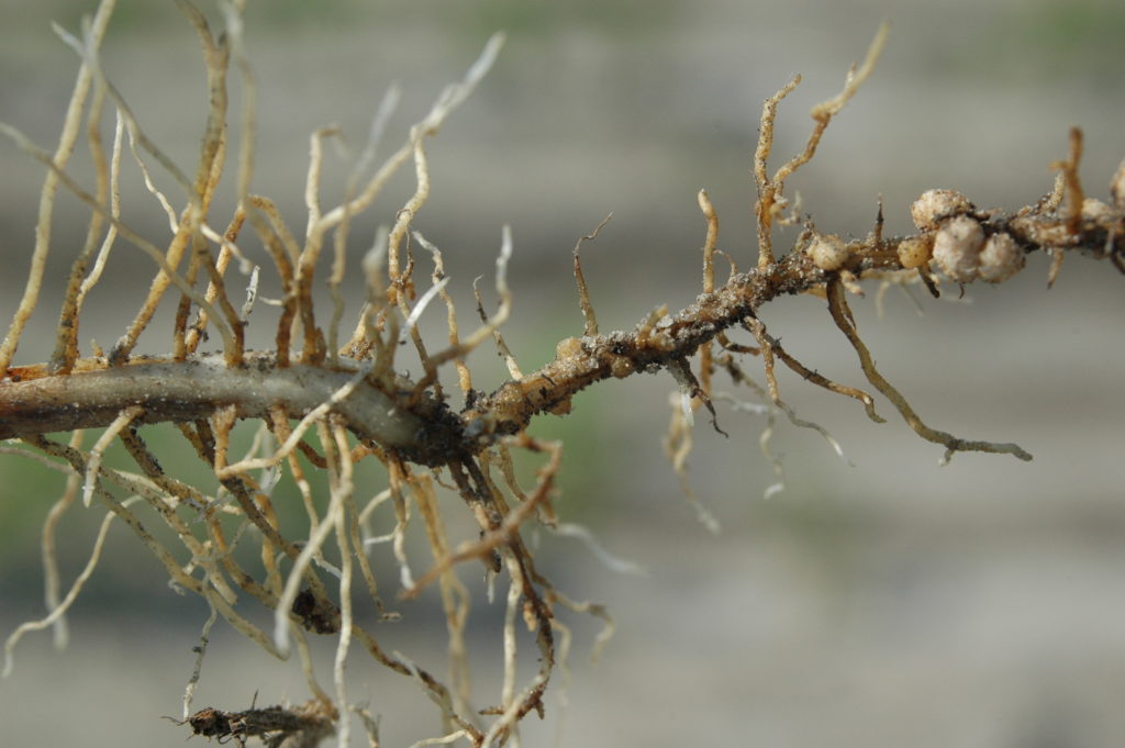 soybean cyst nematode signs