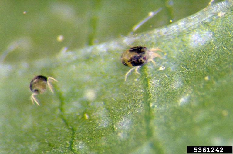 Close-up view of two-spotted spider mites (Tetranychus urticae) on corn