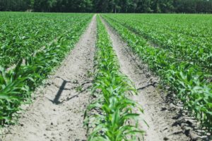 young corn field