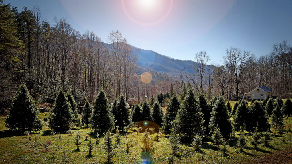 Image of Christmas trees