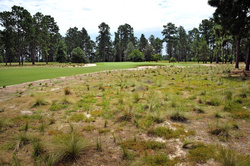 Image of a pollinator-friendly habitat