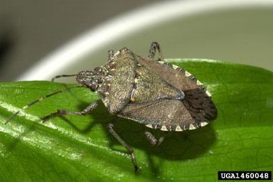 brown marmorated stink bug