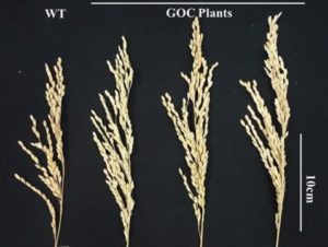 Cover photo for Rice Plants Engineered for Better Photosynthesis Make More Rice