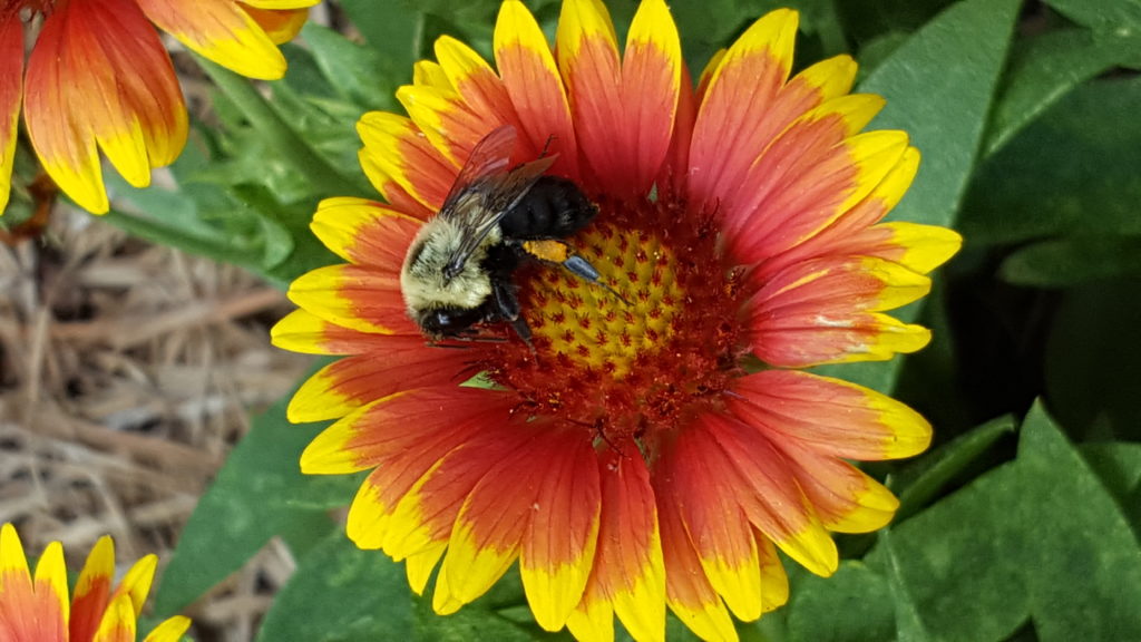 bee on flower