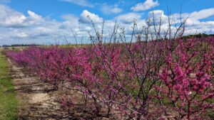 Peach Blossoms
