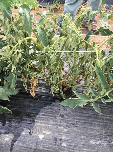 southern blight on tomato plant