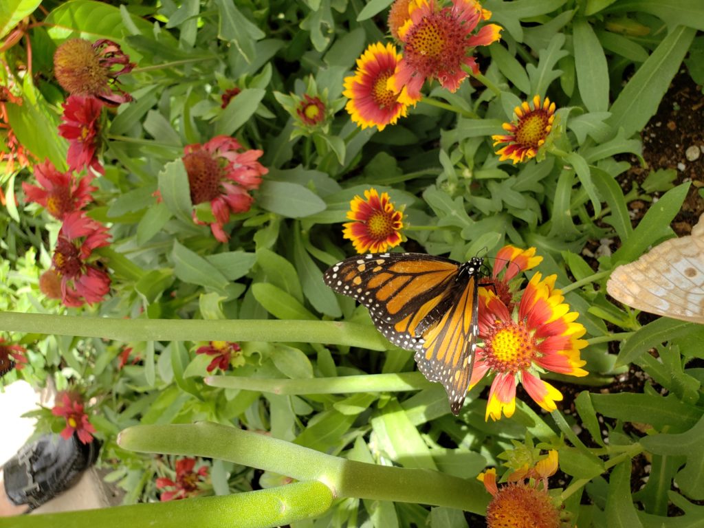 Apply Now for Free Milkweed Plants for Habitat Restoration!