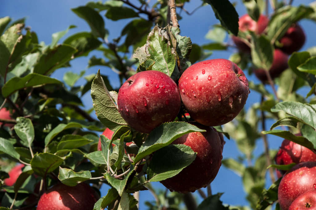 Apple Orchard