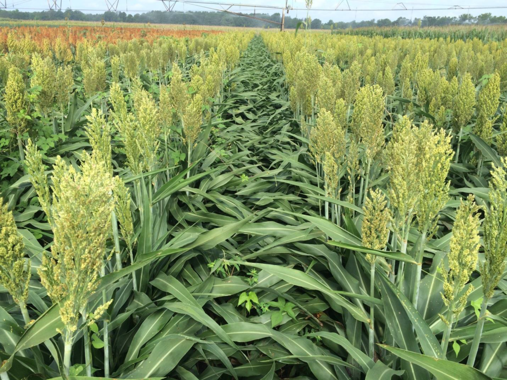 Grain sorghum planted in early and late-May and in late June following wheat