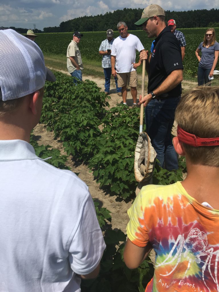 Scouting in Cotton Field