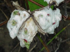 Cotton Plant Close Up