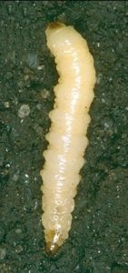 southern corn rootworm, a potentially devastating pest in peanuts