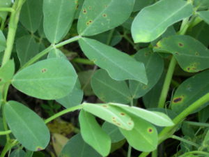 Symptoms of early leaf spot on peanut