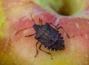 Picture of brown marmorated stink bug on apple