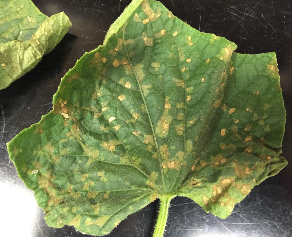 Cucurbit Downy Mildew on Cucumber leaf