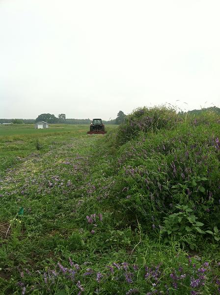 Roller-crimping a cereal rye and hairy vetch before planting corn