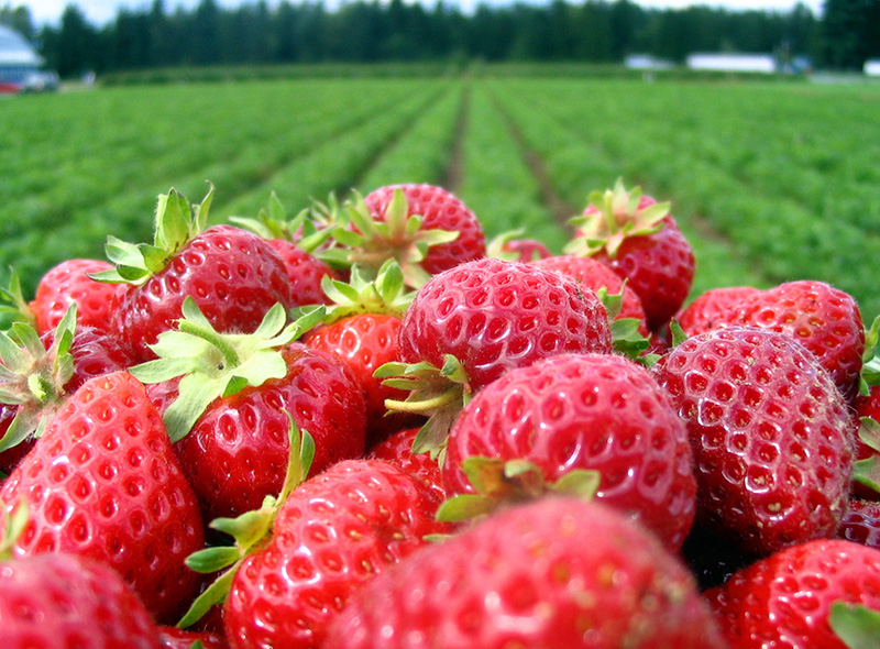 Picture of Locally Grown NC Strawberries