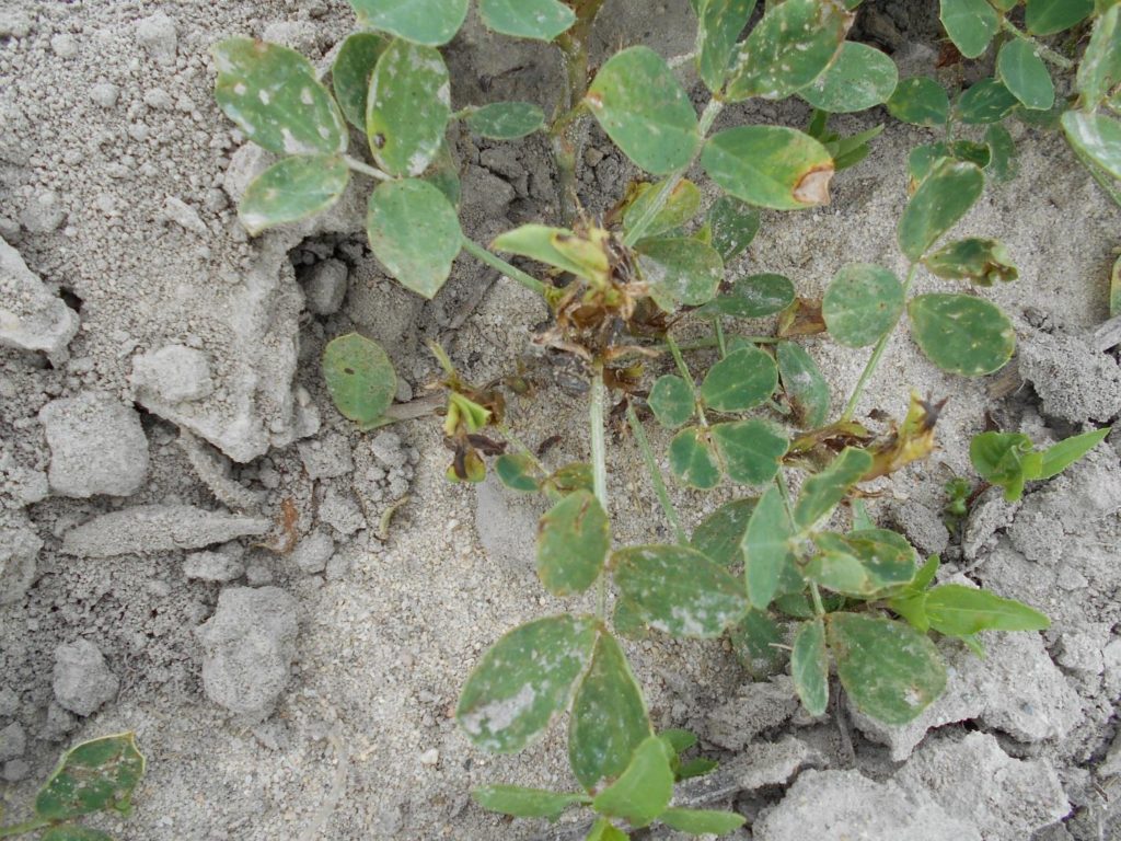 Peanuts showing significant injury from thrips