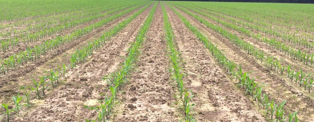 NCSU Corn Variety Trial